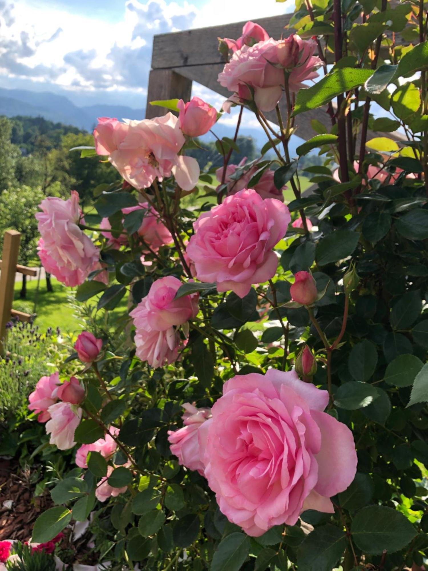Apartma Rosa Spodnji Otok Exterior foto